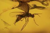 Several Fossil Flies (Diptera) In Baltic Amber #105525-3